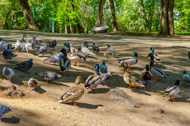 Una bandada de patos está en el suelo en un parque.