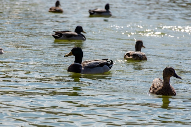 Una bandada de patos flotando en medio de ellos