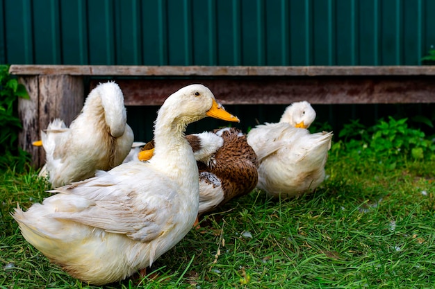 La bandada de patos en la granja.