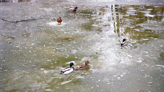 Una bandada de patos nada en agua helada en un día frío, los patos salvajes nadan en el lago de invierno y caminan sobre el hielo cazando patos a finales de otoño