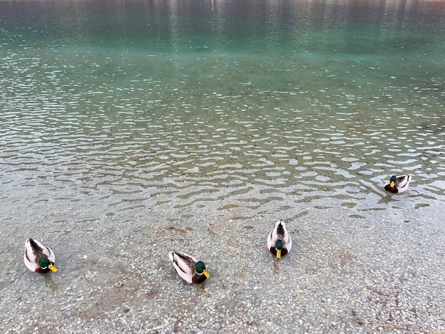 Una bandada de patos nada en un claro lago de montaña