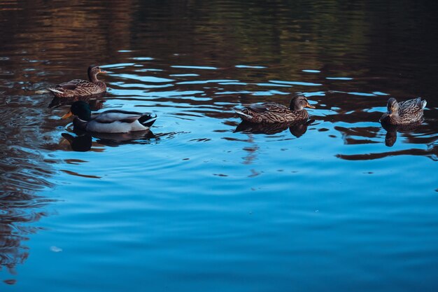 Foto una bandada de patos está nadando en un cuerpo de agua
