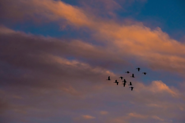 Bandada de patos La Pampa Argentina