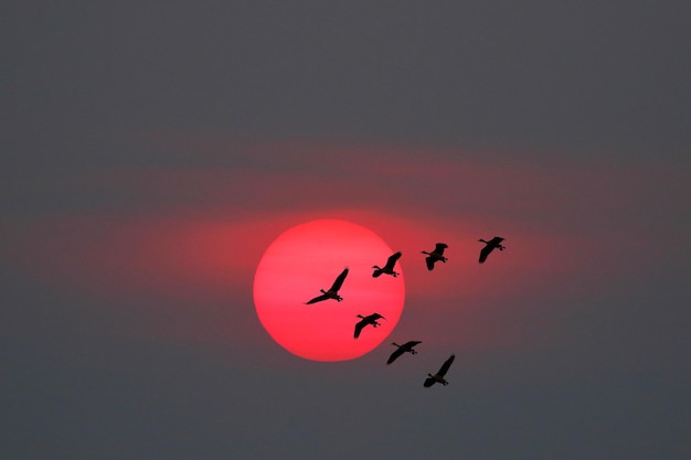 Bandada de patos silbadores Fulvous volando en el cielo al atardecer