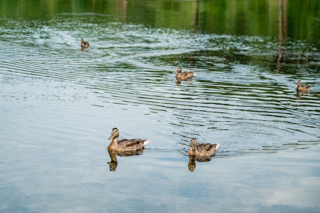 Bandada de patos silvestres nadar en el lago