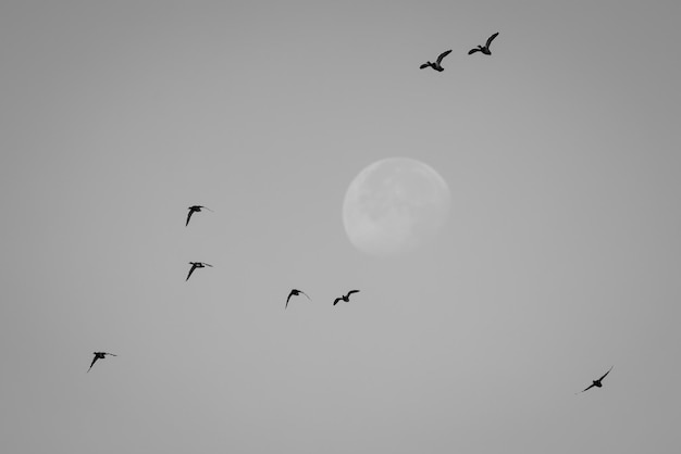 Bandada de patos en vuelo con la luna al fondo