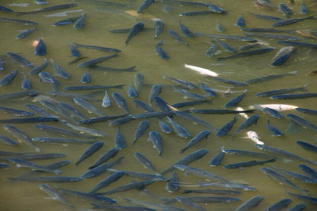 Bandada de peces dorados en un estanque de cultivo