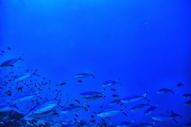 bandada de peces en el fondo del mar vista submarina