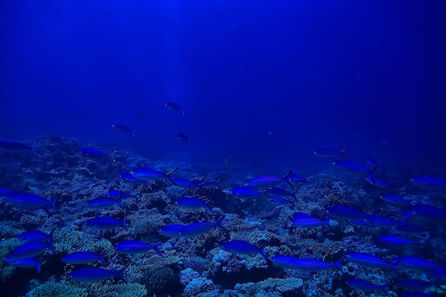 bandada de peces en el fondo del mar vista submarina