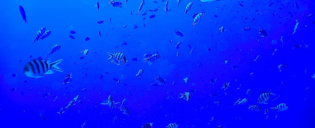 bandada de peces en el fondo del mar vista submarina