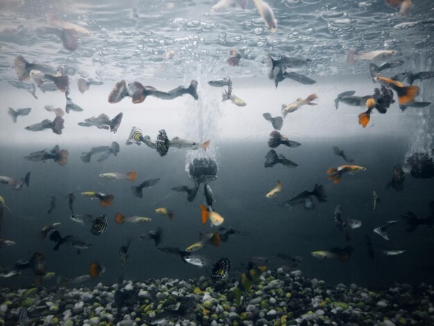 Foto una bandada de peces nadando en el mar