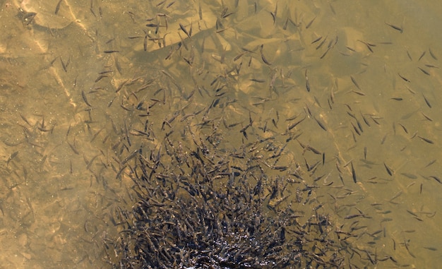 Una bandada de peces pequeños en un agua transparente.