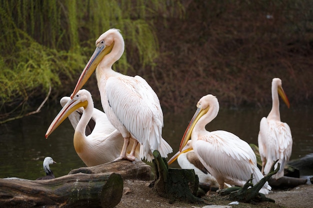 Bandada de pelícanos blancos en el lago Pelecanus onocrotalusxA