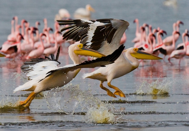 Bandada de pelícanos despega del agua. Lago Nakuru.