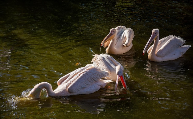 Una bandada de pelícanos rosados en busca de comida en el lago.