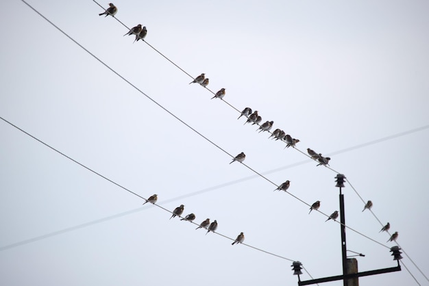 Bandada de pequeñas aves silvestres donde se posan en los cables de la línea eléctrica