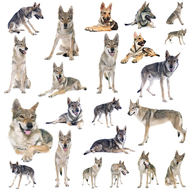 Bandada de perros sobre un fondo blanco