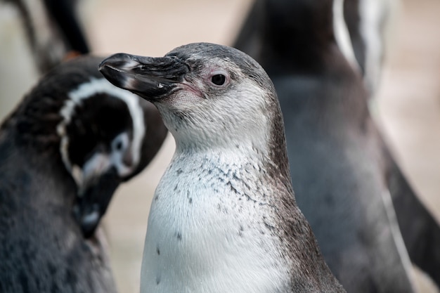 Bandada de pingüinos en la naturaleza.