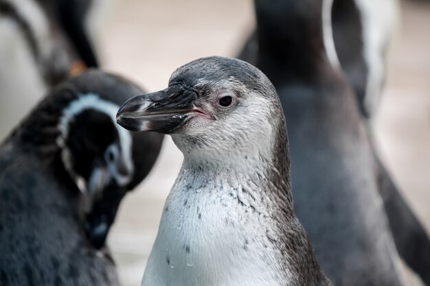 Bandada de pingüinos en la naturaleza.