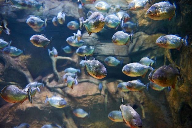 Bandada de pirañas entre las rocas del río