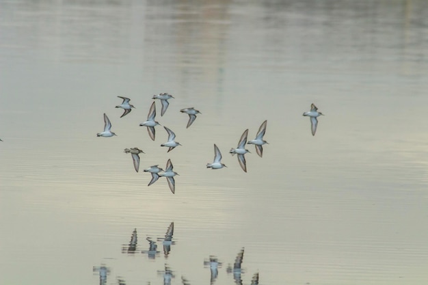 Bandada de playeros de Temminck volando sobre el agua del lago