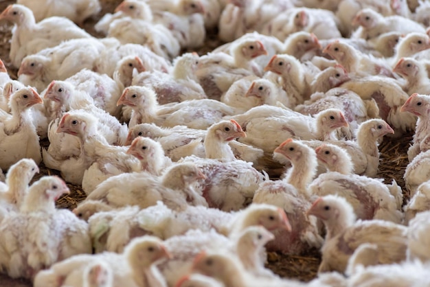 Una bandada de pollos en un granero