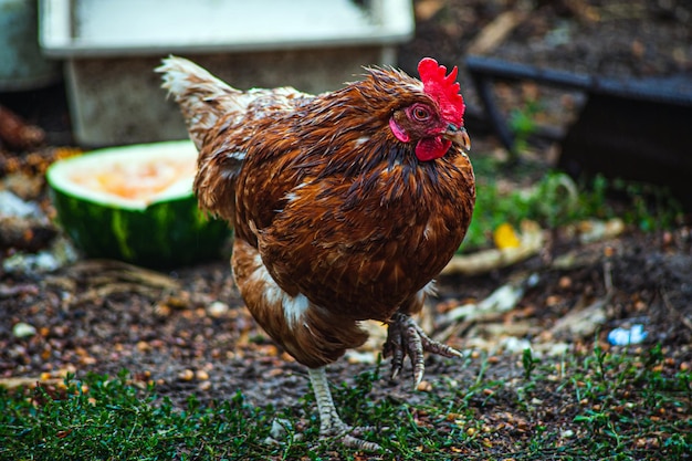 Bandada de pollos pastando en la hierba