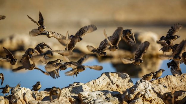 Foto bandada de tejedores sociables en vuelo sobre un pozo de agua en el parque transfronterizo de kgalagadi áfrica del sur especie philetairus socius familia de ploceidae