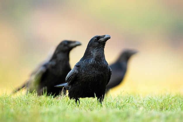 Bandada de varios cuervos comunes sentados en el suelo