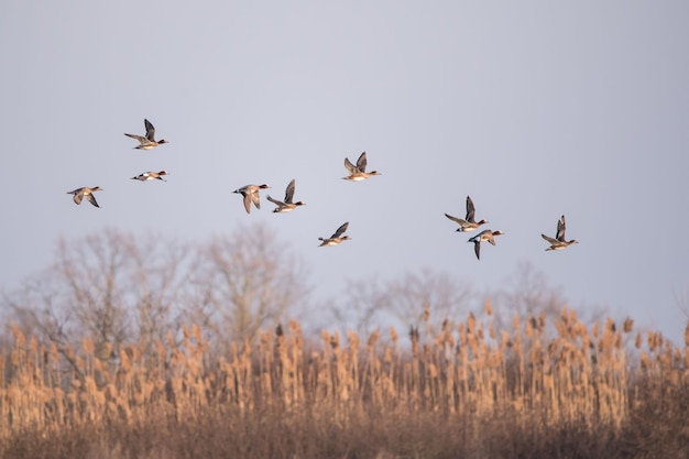 Foto una bandada de wigeon eurasiático con las alas abiertas volando sobre el campo marrón