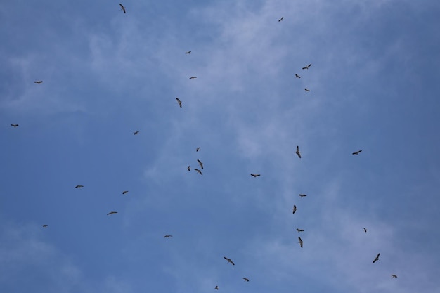 Bandadas de pájaros fanfarrones de vuelo se reúnen en el cielo