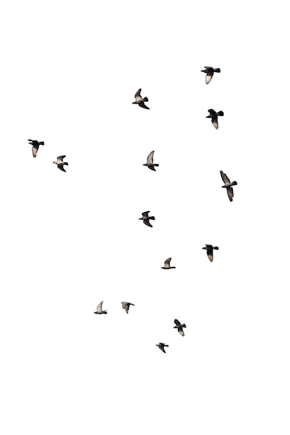 Bandadas de palomas voladoras aisladas en blanco. Trazado de recorte.