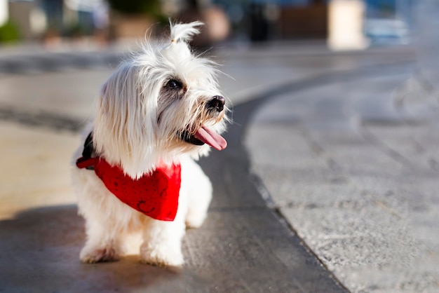 bandana de cachorro desgrenhado