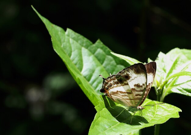 Bandas de mariposas viven en el bosque