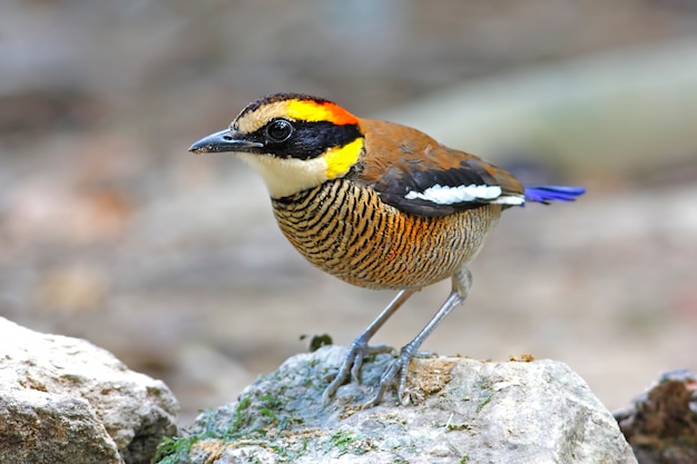 Foto en bandas pitta pitta guajana hermosas aves femeninas de tailandia