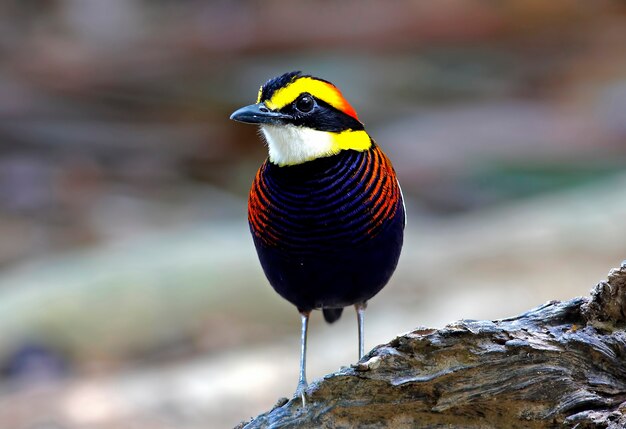 Foto en bandas pitta pitta guajana hermosas aves macho de tailandia