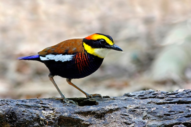 En bandas Pitta Pitta guajana Hermosas aves macho de Tailandia