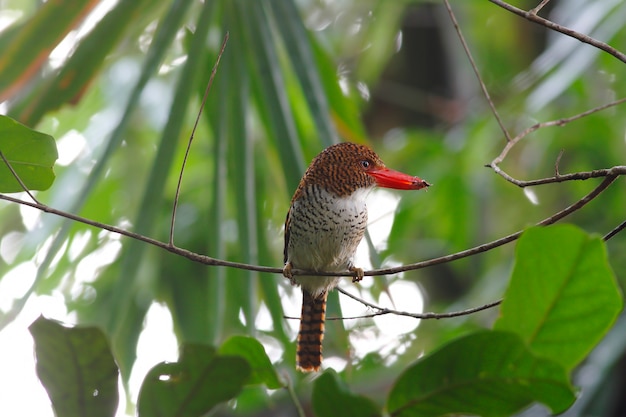 Banded Kingfisher Lacedo pulchella Belas aves femininas da Tailândia