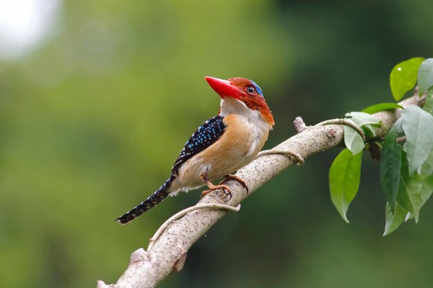 Banded Kingfisher Lacedo pulchella Belo macho aves da Tailândia