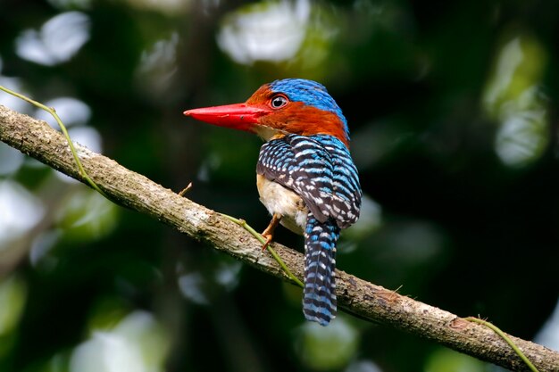 Banded Kingfisher Lacedo pulchella Schöne männliche Vögel von Thailand