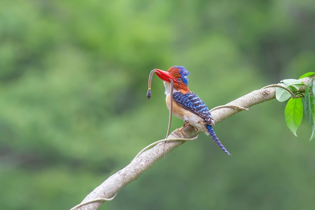 Foto banded kingfisher (lacedo pulchella)