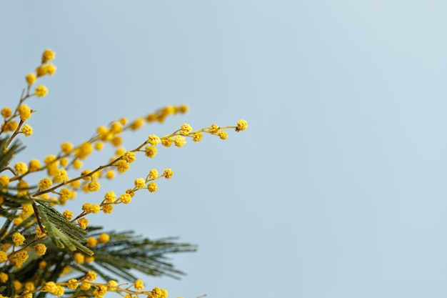 Bandeira azul com ramo de mimosa com espaço de cópia Primavera