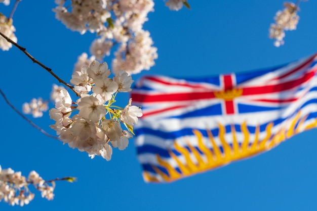 Bandeira da Colúmbia Britânica e flores de cerejeira em plena floração Conceito da vida urbana canadense