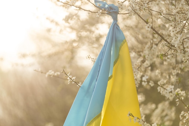 Bandeira da Ucrânia amarela e azul em um jardim de flores