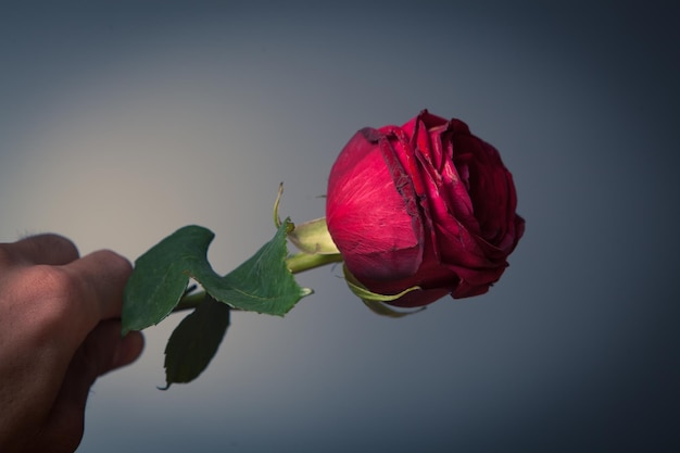 Bandeira de flor escura com rosa vermelha