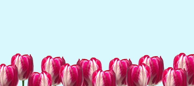 Bandeira de primavera Buquê de tulipa rosa roxa no fundo azul