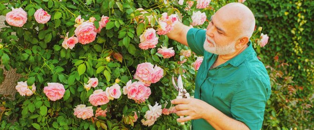 Bandeira de primavera do velho jardineiro ao ar livre no jardim cortando rosas avô trabalhando em