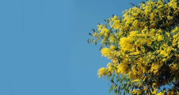 Bandeira Flores De Mimosa Amarelas Brilhantes.