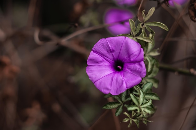 BANDEIRA Fundo da foto da beleza da natureza real Flor violeta roxa erva trepadeira pequena flor sozinha verde folha simples Floral noite de verão escuro cuidado botânico Macro fechar Inflorescência flor fantasia