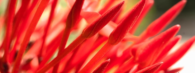 Bandeira macro abstrato real beleza natureza fundo bonito pequenos botões vermelhos brilhantes pétalas flor de santan ixora jungle geranium planta de jardim de flores agulhas afiadas decoração de design botânico floral mais estoque